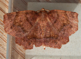 Common Metarranthis